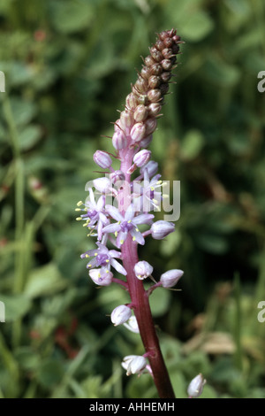 Blaustern (Scilla Haemorrhoidalis), Blütenstand, Kanarischen, Teneriffa Stockfoto