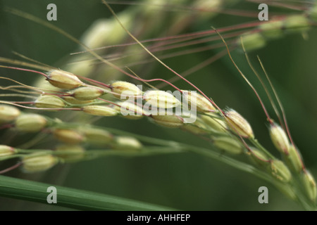 gemeinsame Reis (Oryza Sativa), Korn-Ohren Stockfoto