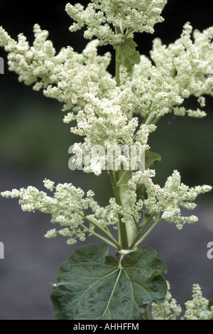 Rhabarber (Rheum Rhabarbarum), blühen Stockfoto