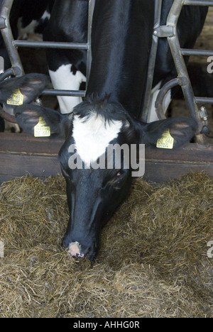 Hausrind (Bos Primigenius F. Taurus), Kuh, die Fütterung von Silage, Germany, North Rhine-Westphalia, Kaunitz Stockfoto