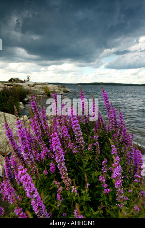 Blumen, blutweiderich Lythrum salicaria, neben dem See Vansjø in Østfold, Norwegen. Vansjø ist ein Teil des Wassers, das System namens Morsavassdraget. Stockfoto