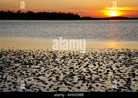 ENGLAND Northumberland Budle Bay. Sonnenuntergang über Budle Bay in der Nähe von Bamburgh und Teil der Northumberland-Erbe-Küste. Stockfoto