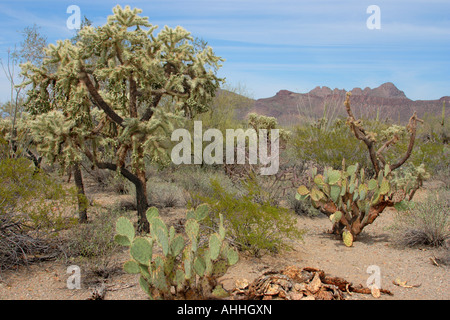 Teddy Bear Cholla (Opuntia Bigelovii), Sonora-Wüste mit seiner typischen Vegetation, Tucson, Arizona, USA und Saguaro NP Stockfoto