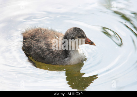 schwarzen Blässhuhn (Fulica Atra), junge, Deutschland, Bayern, Staffelsee Stockfoto