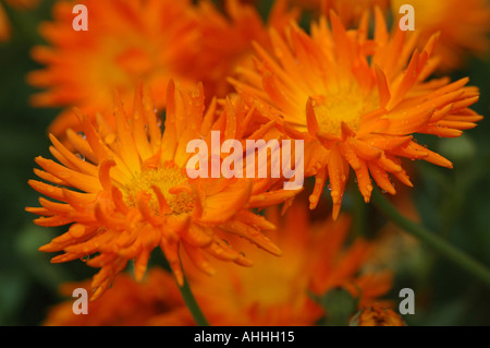 Calendula Officinalis Radio Serie ausgewählte englische Ringelblume Stockfoto