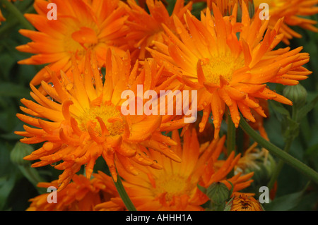 Calendula Officinalis Radio-Reihe ausgewählte englische Ringelblume Stockfoto