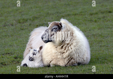 Scottish Blackface (Ovis Ammon F. Aries), Schaf mit Lamm, Großbritannien, Schottland, Highlands Stockfoto