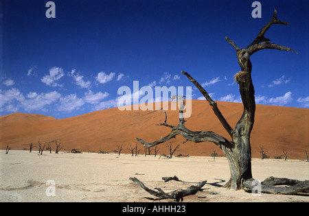 Tote Kamel Dornenbaum im Dead Vlei namibische Wüste Stockfoto