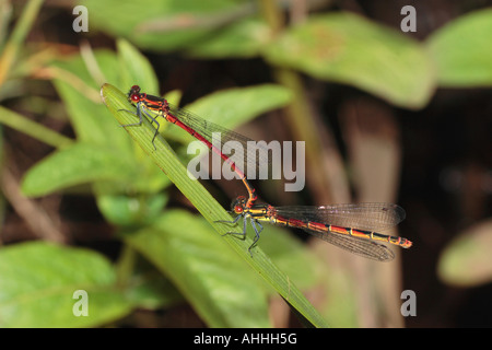 große rote Damselfly (Pyrrhosoma Nymphula) männlich zu weiblich, Deutschland, Bayern, Staffelsee Stockfoto