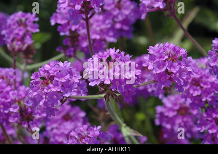 Verbena Rigida venosa Stockfoto