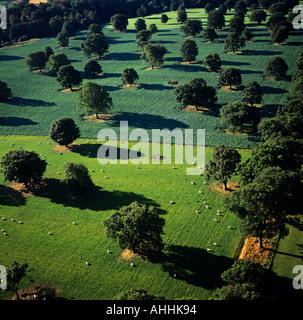 Bäume in einem Park mit weidenden Schafen UK Luftbild Stockfoto