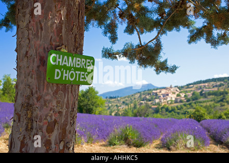 BED AND BREAKFAST IN ZEICHEN UND BLÜHENDEN LAVENDEL FELD PROVENCE FRANKREICH Stockfoto