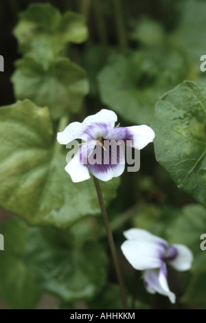 Australisches Veilchen (Viola Hederacea), blühende Pflanze Stockfoto