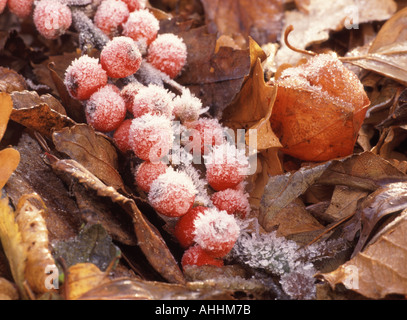 Zwergmispel rote Beeren auf gefallenen Ast bedeckt in Frost Handauflegen Herbstblätter neben Physalis Alkekengii Schale Stockfoto