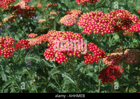 Achillea Millifolium auch Sommer blühende Staude Stockfoto