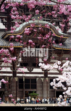 Kirschblüten vor Tōdai-Ji Tempel während Sakura, Nara, Japan, weltweit größte hölzerne Gebäude Stockfoto