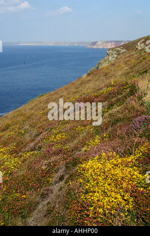 Heidekraut und Ginster neben Wanderweg auf den Klippen am St Agnes Head SWCP Cornwall Stockfoto