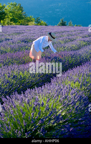 JUNGE FRAU IN BLÜHENDEN LAVENDEL FELD PROVENCE FRANKREICH Stockfoto