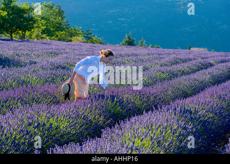 JUNGE FRAU IN BLÜHENDEN LAVENDEL FELD PROVENCE FRANKREICH Stockfoto