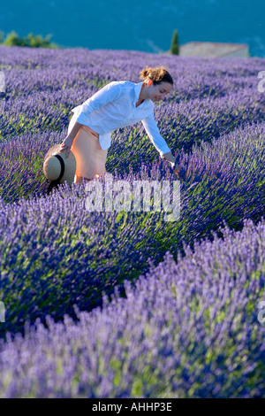 JUNGE FRAU IN BLÜHENDEN LAVENDEL FELD PROVENCE FRANKREICH Stockfoto