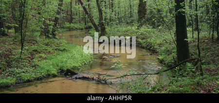 der Bach Furlbach in der Natur reserve Furlbachtal, Deutschland, North Rhine-Westphalia, NSG Furlbachtal Stockfoto