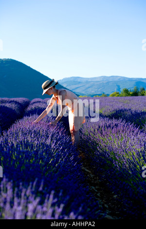 JUNGE FRAU IN BLÜHENDEN LAVENDEL FELD PROVENCE FRANKREICH Stockfoto