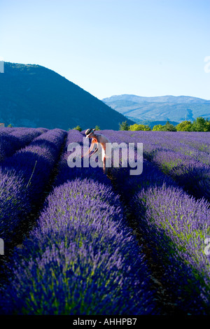 JUNGE FRAU IN BLÜHENDEN LAVENDEL FELD PROVENCE FRANKREICH Stockfoto