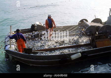Fischer entladen Netze voll von Hering aus Sausalito, Kalifornien Stockfoto