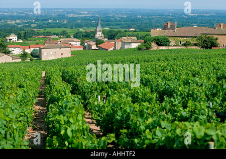 Weinberg und "Fleurie "Village, Beaujolais Wein Land, Frankreich, Europa Stockfoto