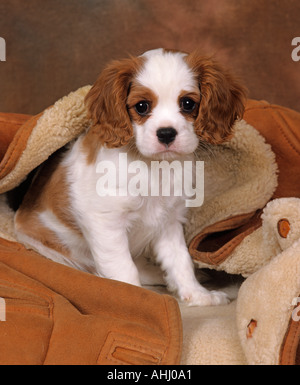 King Charles Spaniel Welpen Stockfoto