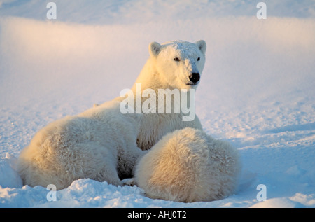 Eisbär mit Krankenpflege cub Stockfoto