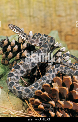 Altrosa pygmy rattlesnake Stockfoto