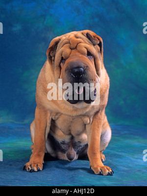 Das Shar Pei Hundeportrait Stockfoto