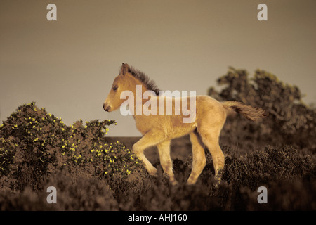 GOLDENE FOHLEN NEUE WALD ENGLAND VEREINIGTES KÖNIGREICH EUROPA Stockfoto