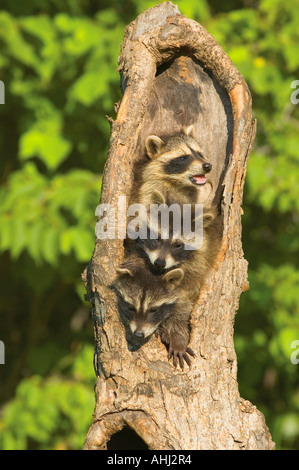 Waschbären in einem Baum Stockfoto