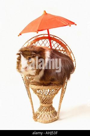 Meerschweinchen sitzen im Korbstuhl mit roten Regenschirm vor weißem Hintergrund Stockfoto