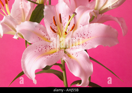 Nahaufnahme von Lilie Blume auf rosa Hintergrund Stockfoto