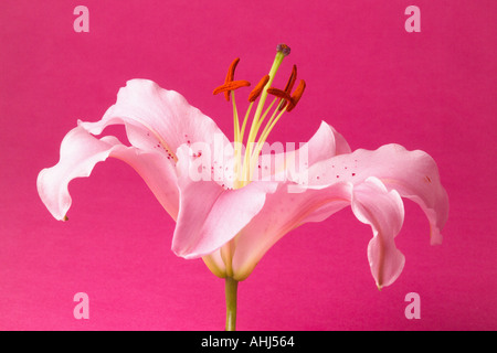 Nahaufnahme von Lilly Blume auf rosa Hintergrund Stockfoto
