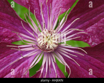 Radial von Zentrum von Purple clematis Blume mit silber Antheren & Staubgefäßen kontrastieren mit grünen Lücken gebildet Stockfoto