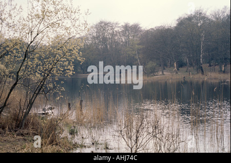 Epping Forest Essex England Großbritannien Stockfoto