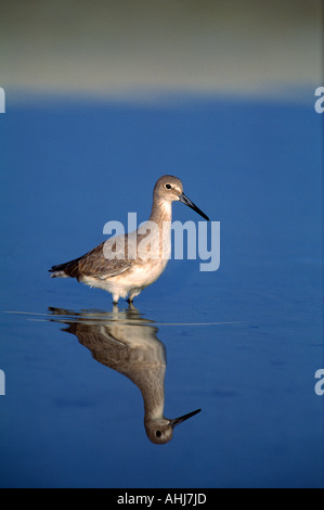 Willet shorebird Stockfoto