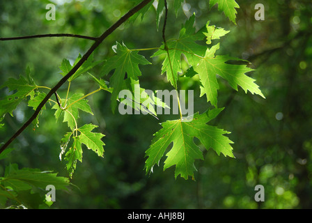 Acer Saccharinum, allgemein bekannt als Silver Maple, Maple Creek, Silverleaf Maple, weiche Ahorn, Ahorn Wasser oder Sumpf Ahorn Stockfoto