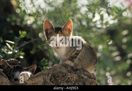 Hauskatzen Jungtiere Auf Baum Sitzend inländische Katzen Kätzchen sitzen auf Baum Stockfoto