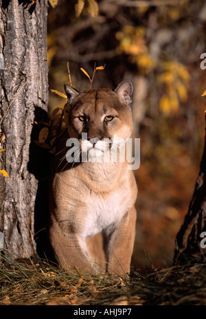 Berglöwe Stockfoto