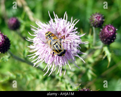 Sunfly (Helophilus pendulus) eine harmlose vorteilhaft Gelb und Schwarz Gestreifte hoverfly Fütterung auf Thistle Stockfoto