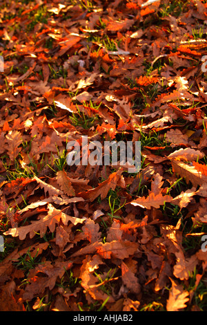 Herbst Eichenlaub auf Rasen Hintergrund England Grossbritannien Great Britain British Isles flora Stockfoto