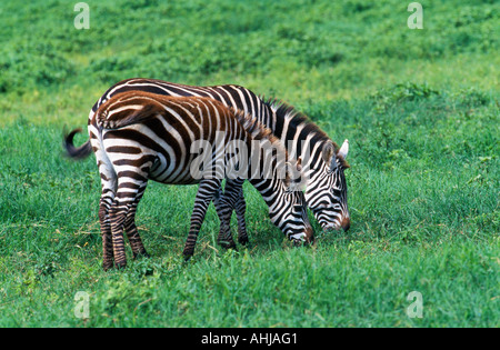 Zwei Zebras füttern im Tandem Ngorongoro Crater Stockfoto