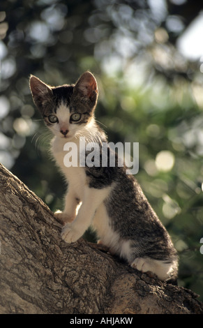 Hauskatze Jungtier Auf Baum Hauskatze Kitten auf Baum Stockfoto