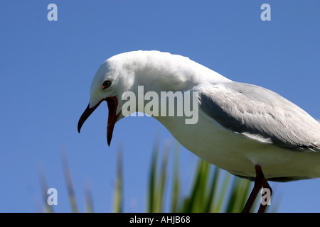 Eine wütendere rot abgerechnet Möwe Larus Novaehollandiae Scopulinus Neuseeland Stockfoto