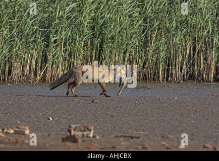 Rotfuchs Vulpes Vulpes Erwachsener mit Toten Kaninchen Oryctolagus cuniculus Stockfoto